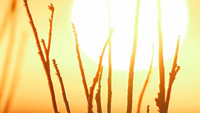 Taoist Seasons – Late Summer – Earth Element