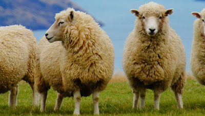 New Zealand Travels and Qigong Tui Na Teaching