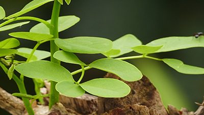 A Meditation for the Springtime